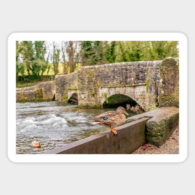 Female mallard duck sitting on the bank of the River Wye with the infamous Sheepwash bridge in the background Sticker by yackers1